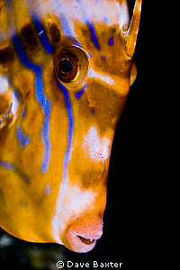 filefish by Dave Baxter 